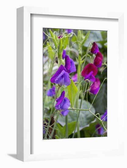 Issaquah, Washington State, USA. Sweet Pea flowers, also known as Perennial pea or Everlasting pea-Janet Horton-Framed Photographic Print