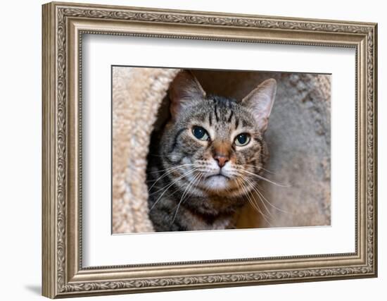 Issaquah, Washington State, USA. Ten year old American short-haired cat.-Janet Horton-Framed Photographic Print