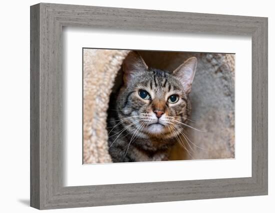 Issaquah, Washington State, USA. Ten year old American short-haired cat.-Janet Horton-Framed Photographic Print