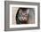 Issaquah, Washington State, USA. Ten year old American short-haired cat.-Janet Horton-Framed Photographic Print