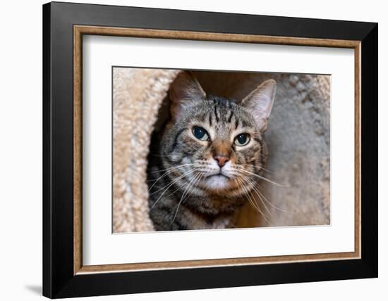 Issaquah, Washington State, USA. Ten year old American short-haired cat.-Janet Horton-Framed Photographic Print