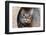 Issaquah, Washington State, USA. Ten year old American short-haired cat.-Janet Horton-Framed Photographic Print