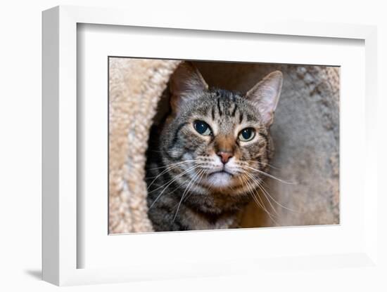 Issaquah, Washington State, USA. Ten year old American short-haired cat.-Janet Horton-Framed Photographic Print