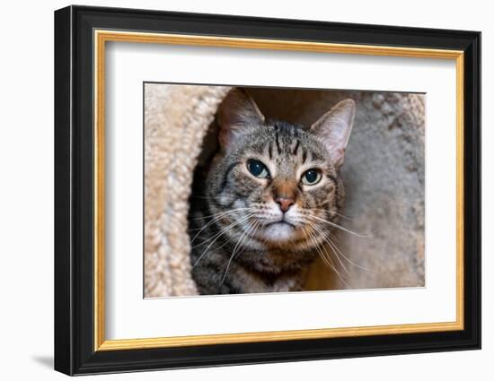 Issaquah, Washington State, USA. Ten year old American short-haired cat.-Janet Horton-Framed Photographic Print