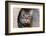 Issaquah, Washington State, USA. Ten year old American short-haired cat.-Janet Horton-Framed Photographic Print