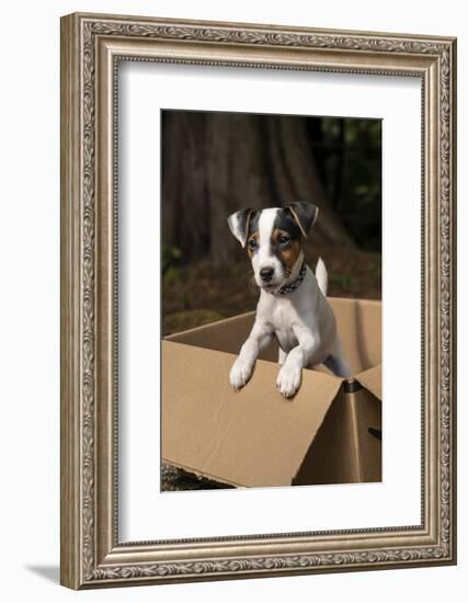 Issaquah, Washington State, USA. Two month old Jack Russell terrier posing in a cardboard box. (PR)-Janet Horton-Framed Photographic Print