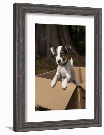 Issaquah, Washington State, USA. Two month old Jack Russell terrier posing in a cardboard box. (PR)-Janet Horton-Framed Photographic Print