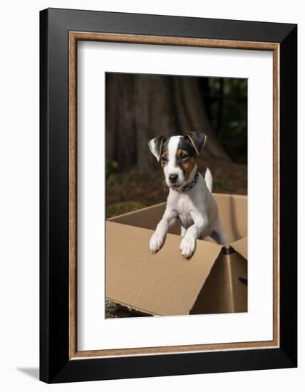 Issaquah, Washington State, USA. Two month old Jack Russell terrier posing in a cardboard box. (PR)-Janet Horton-Framed Photographic Print