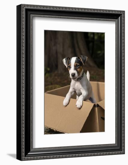 Issaquah, Washington State, USA. Two month old Jack Russell terrier posing in a cardboard box. (PR)-Janet Horton-Framed Photographic Print