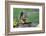 Issaquah, Washington State, USA. Western Gray Squirrel standing on a log eating a peanut-Janet Horton-Framed Photographic Print