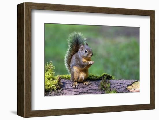 Issaquah, Washington State, USA. Western Gray Squirrel standing on a log eating a peanut-Janet Horton-Framed Photographic Print