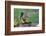 Issaquah, Washington State, USA. Western Gray Squirrel standing on a log eating a peanut-Janet Horton-Framed Photographic Print