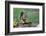 Issaquah, Washington State, USA. Western Gray Squirrel standing on a log eating a peanut-Janet Horton-Framed Photographic Print