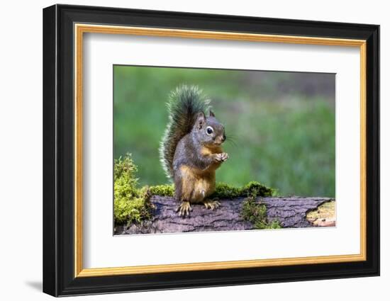 Issaquah, Washington State, USA. Western Gray Squirrel standing on a log eating a peanut-Janet Horton-Framed Photographic Print