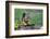 Issaquah, Washington State, USA. Western Gray Squirrel standing on a log eating a peanut-Janet Horton-Framed Photographic Print