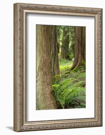 Issaquah, Washington State, USA. Western Redcedar tree trunks with western sword ferns.-Janet Horton-Framed Photographic Print