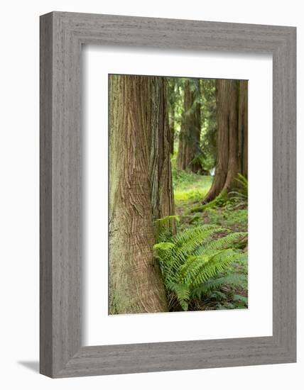 Issaquah, Washington State, USA. Western Redcedar tree trunks with western sword ferns.-Janet Horton-Framed Photographic Print