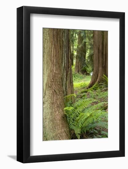 Issaquah, Washington State, USA. Western Redcedar tree trunks with western sword ferns.-Janet Horton-Framed Photographic Print