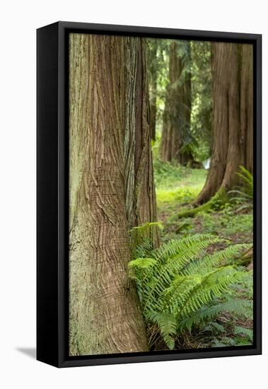 Issaquah, Washington State, USA. Western Redcedar tree trunks with western sword ferns.-Janet Horton-Framed Premier Image Canvas