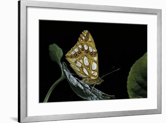 Issoria Lathonia (Queen of Spain Fritillary)-Paul Starosta-Framed Photographic Print