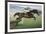 Istabraq at Cheltenham II-Susan Crawford-Framed Giclee Print