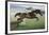 Istabraq at Cheltenham II-Susan Crawford-Framed Giclee Print