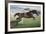 Istabraq at Cheltenham II-Susan Crawford-Framed Giclee Print