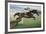 Istabraq at Cheltenham II-Susan Crawford-Framed Giclee Print