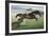 Istabraq at Cheltenham II-Susan Crawford-Framed Giclee Print