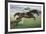 Istabraq at Cheltenham II-Susan Crawford-Framed Premium Giclee Print