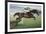 Istabraq at Cheltenham II-Susan Crawford-Framed Premium Giclee Print