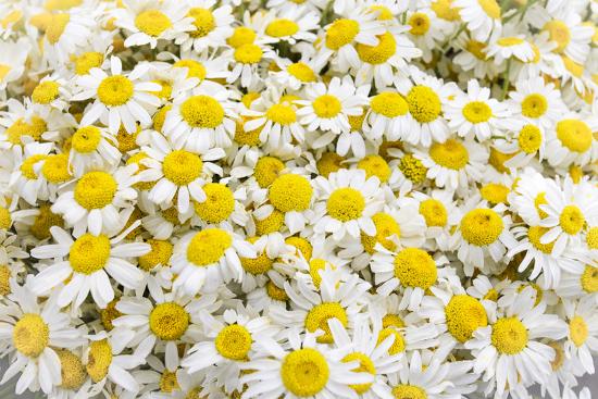 Istanbul Turkey Close Up Of Chamomile Flowers Premium Photographic Print Julien Mcroberts Art Com