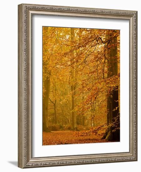 It's Raining Leaves II-Doug Chinnery-Framed Photographic Print