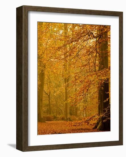 It's Raining Leaves II-Doug Chinnery-Framed Photographic Print