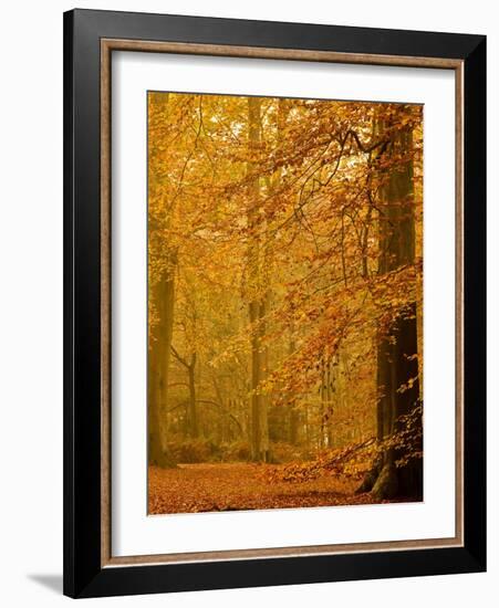 It's Raining Leaves II-Doug Chinnery-Framed Photographic Print