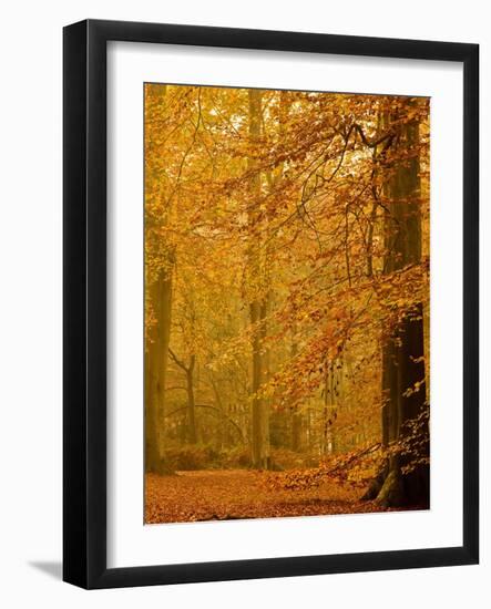 It's Raining Leaves II-Doug Chinnery-Framed Photographic Print