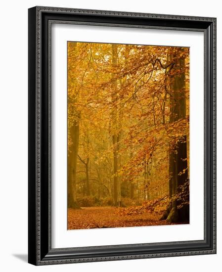 It's Raining Leaves II-Doug Chinnery-Framed Photographic Print