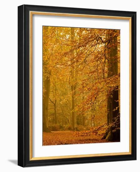 It's Raining Leaves II-Doug Chinnery-Framed Photographic Print