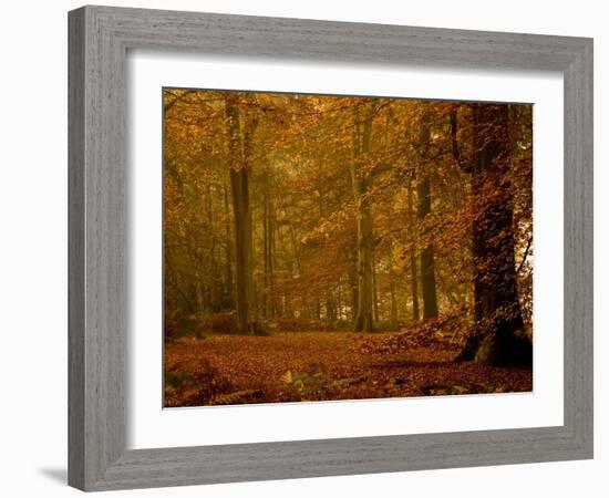 It's Raining Leaves IIi-Doug Chinnery-Framed Photographic Print