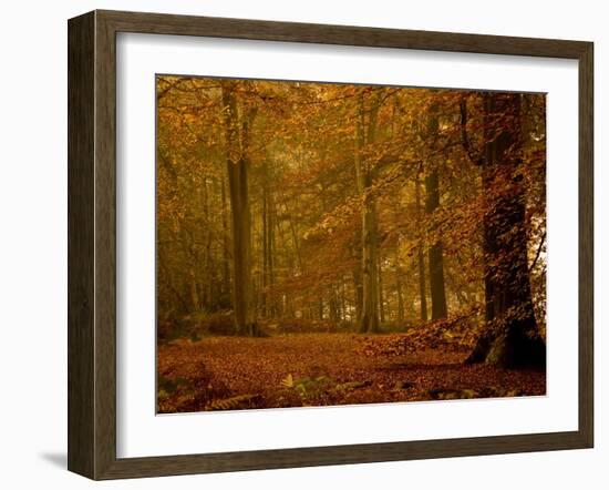 It's Raining Leaves IIi-Doug Chinnery-Framed Photographic Print