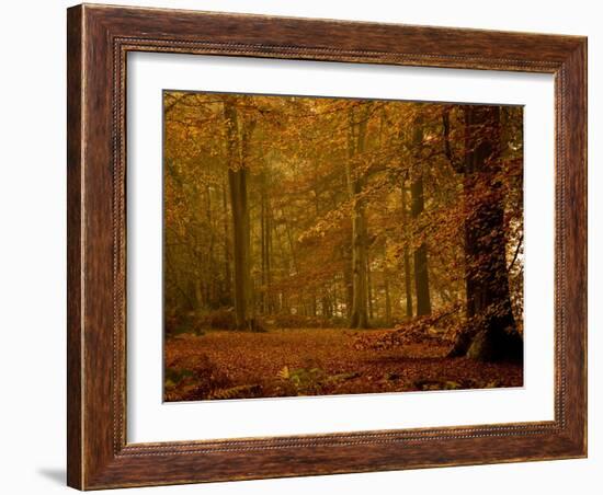 It's Raining Leaves IIi-Doug Chinnery-Framed Photographic Print