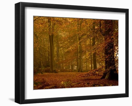 It's Raining Leaves IIi-Doug Chinnery-Framed Photographic Print