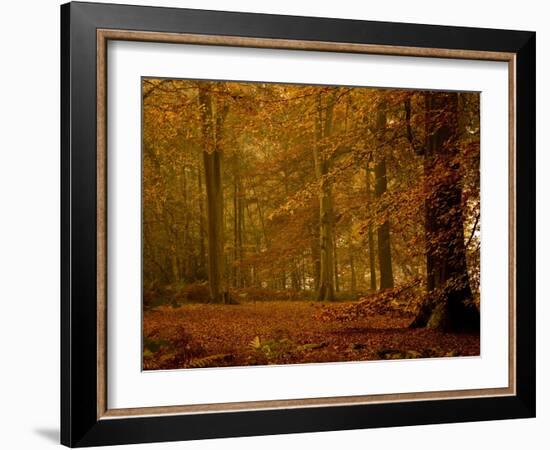 It's Raining Leaves IIi-Doug Chinnery-Framed Photographic Print