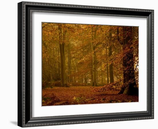 It's Raining Leaves IIi-Doug Chinnery-Framed Photographic Print