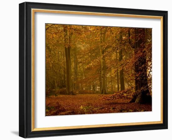 It's Raining Leaves IIi-Doug Chinnery-Framed Photographic Print