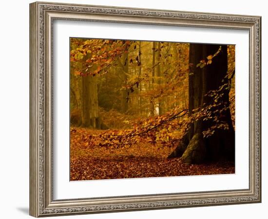 It's Raining Leaves-Doug Chinnery-Framed Photographic Print