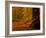 It's Raining Leaves-Doug Chinnery-Framed Photographic Print