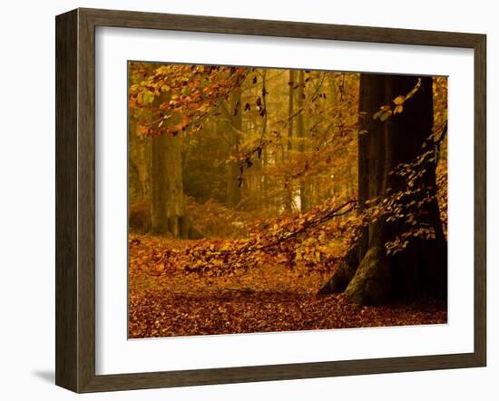 It's Raining Leaves-Doug Chinnery-Framed Photographic Print