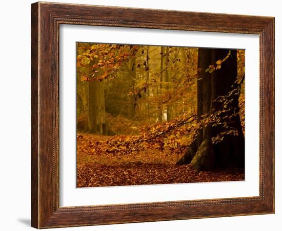 It's Raining Leaves-Doug Chinnery-Framed Photographic Print