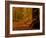 It's Raining Leaves-Doug Chinnery-Framed Photographic Print